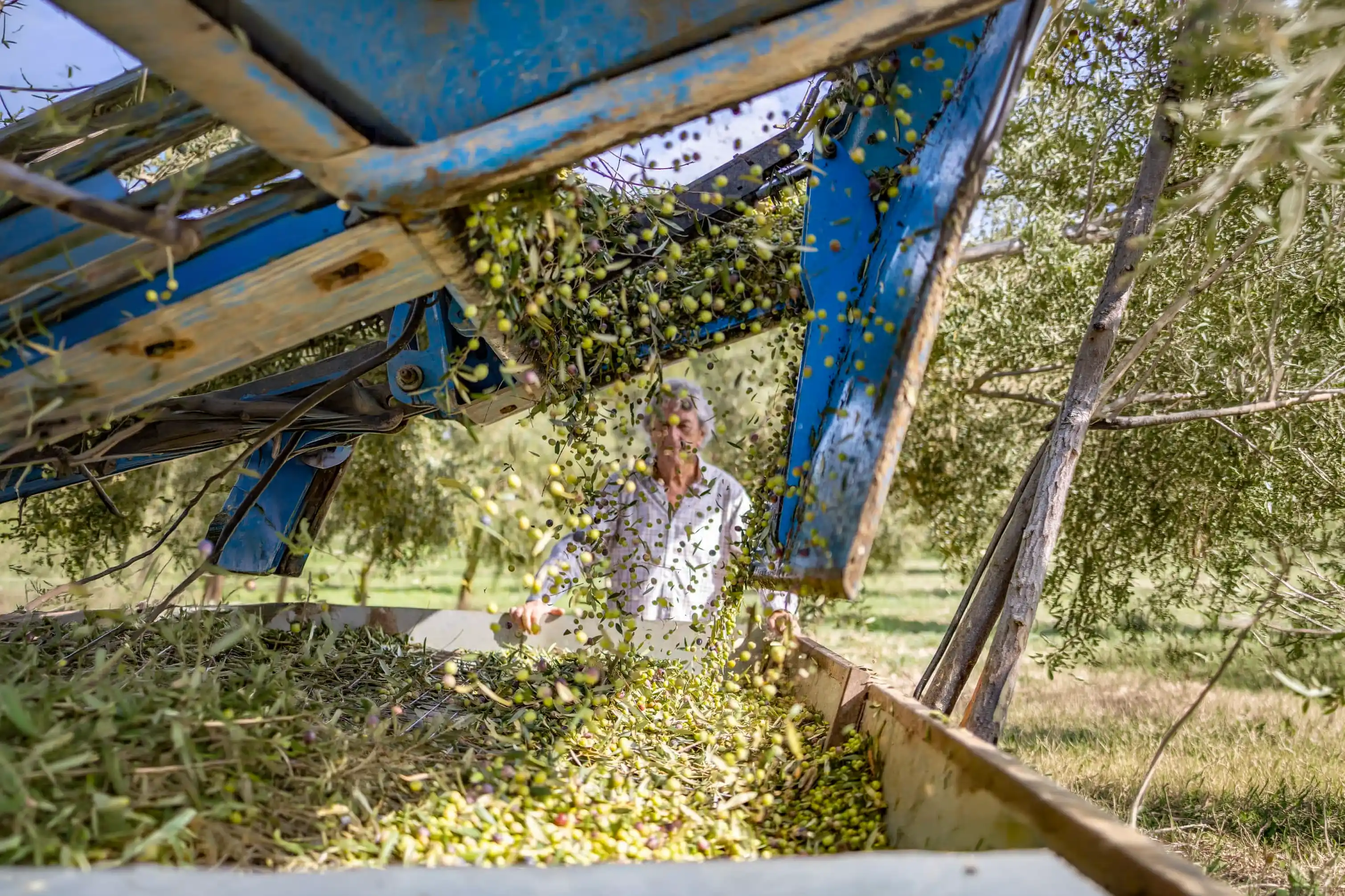 A field worker operates a mechanical blue sorting machine during the green olive harvest in a sunny orchard.