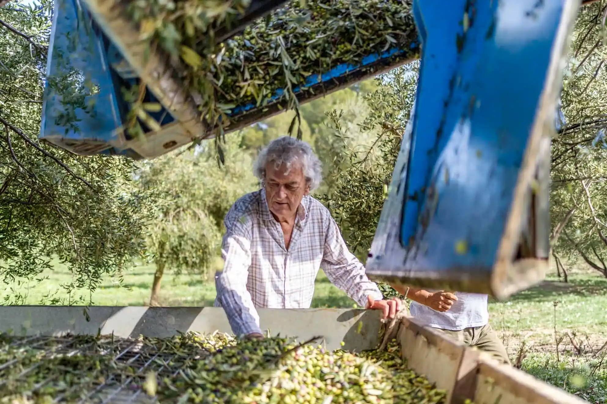 A grey-haired worker carefully manages the collection of freshly harvested olives next to mechanical farm equipment.