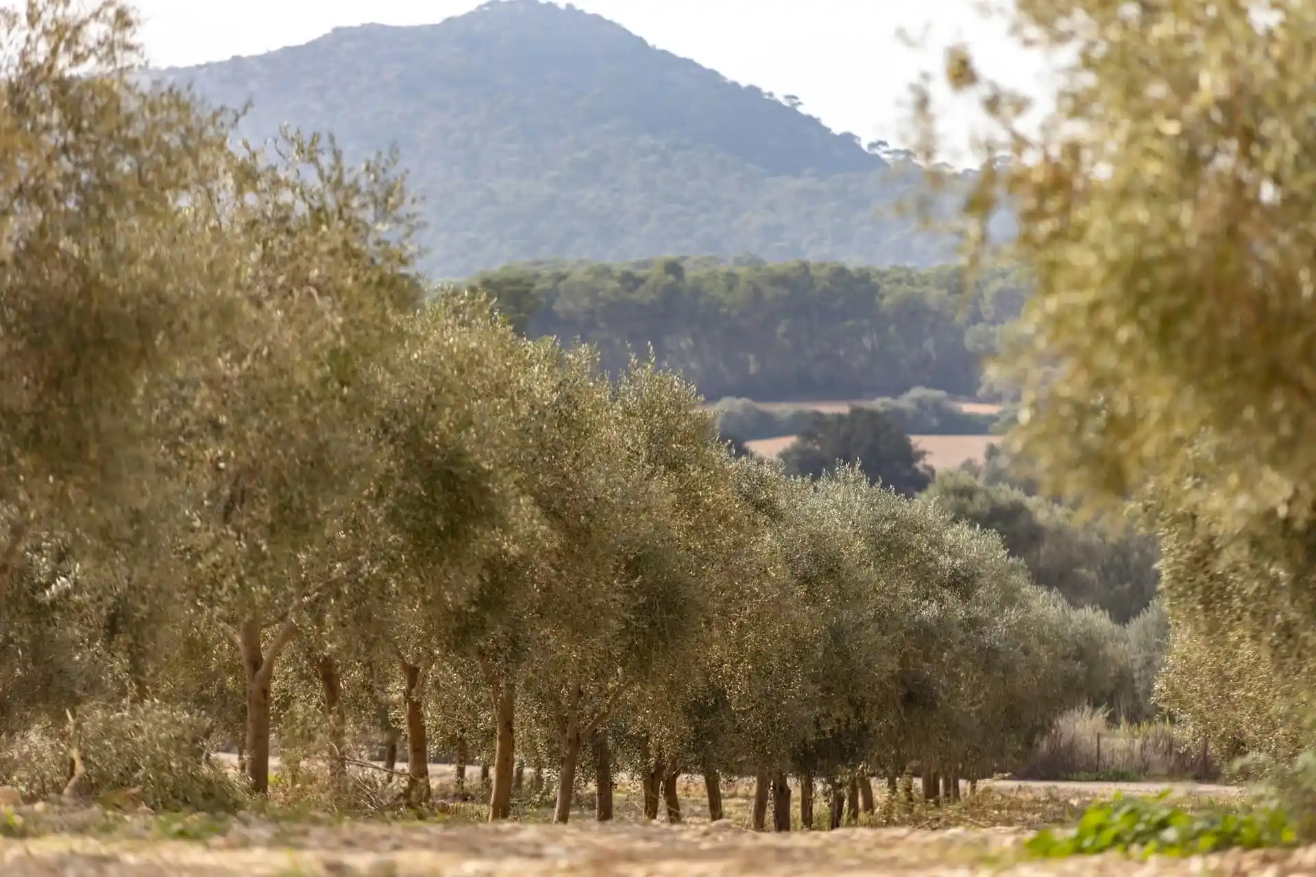 Rows of lush olive trees in a sunny field stretching toward a mountain in the background under a bright sky. Rows of lush olive trees in a sunny field stretching toward a mountain in the background under a bright sky.