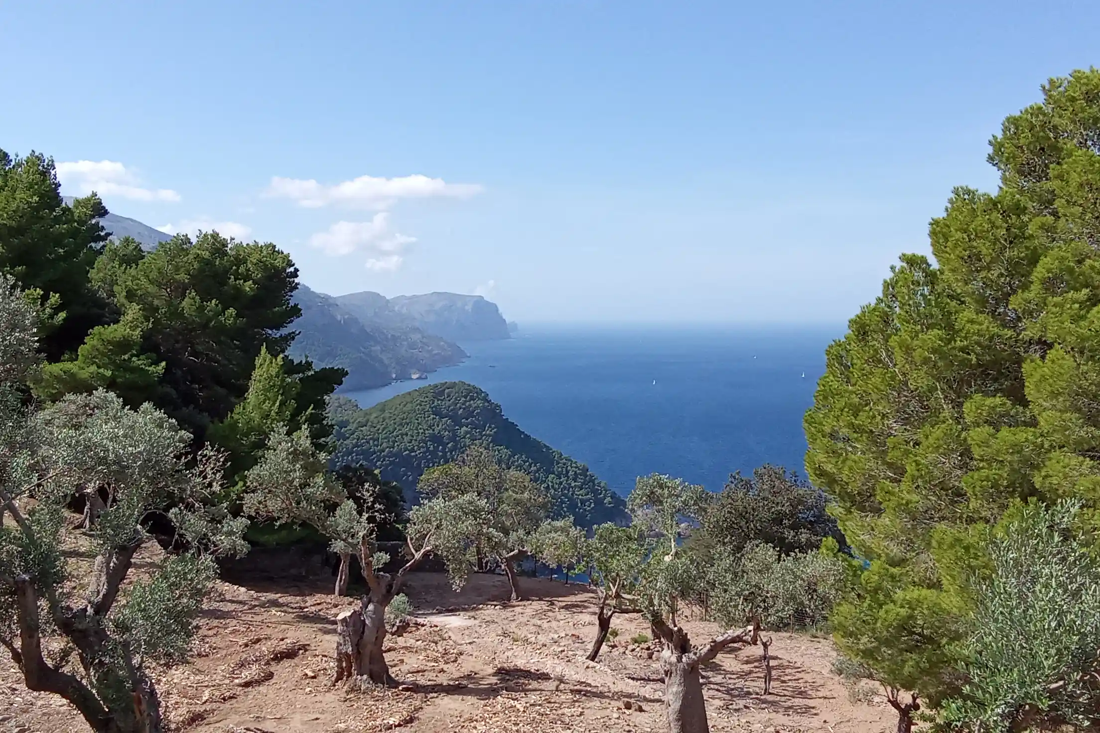 A beautiful view of the blue sea from a hill with lush pine and olive trees under a clear sky.