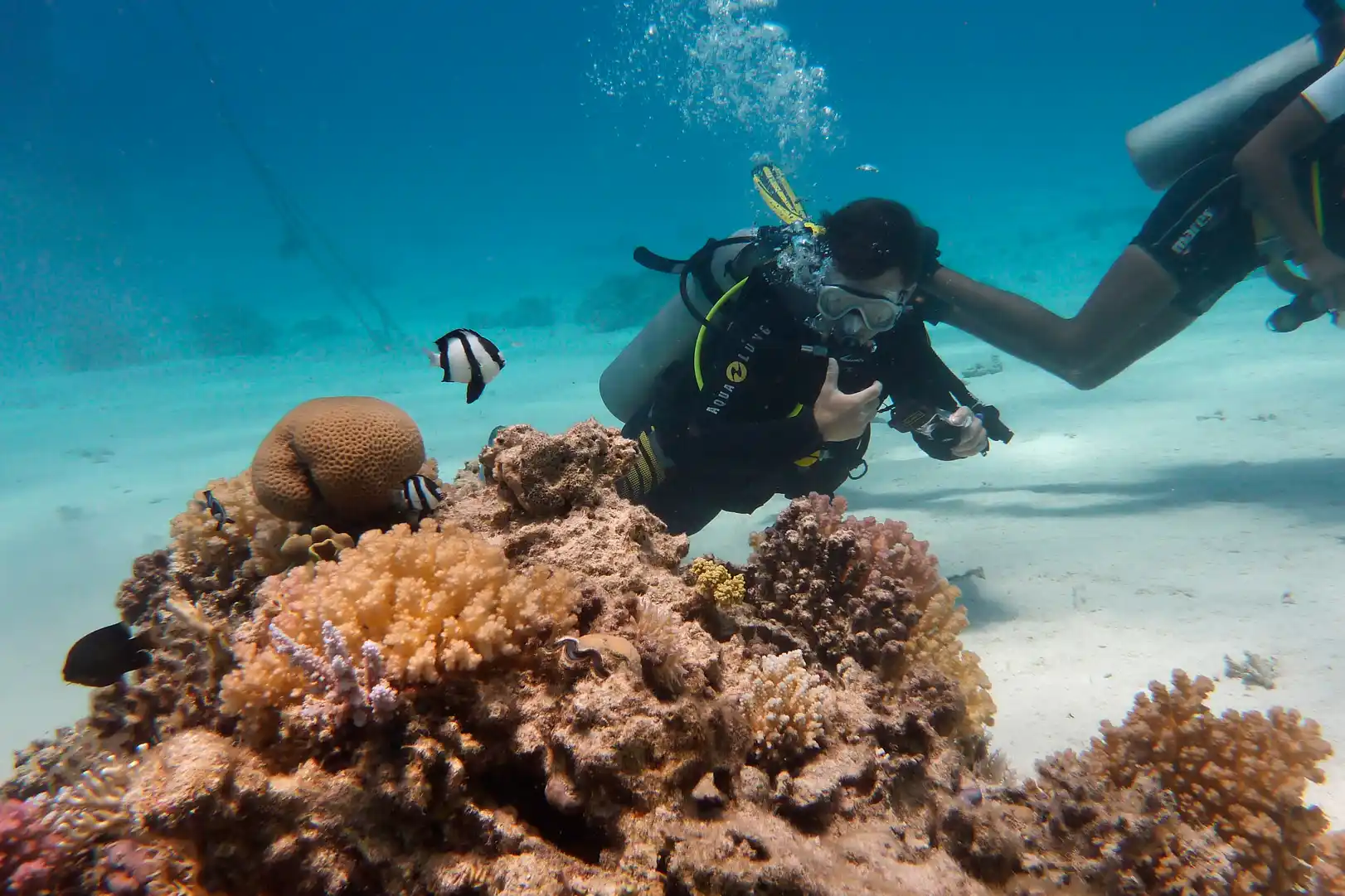 Scuba divers exploring a vibrant coral reef with small fish swimming around in the clear blue ocean.
