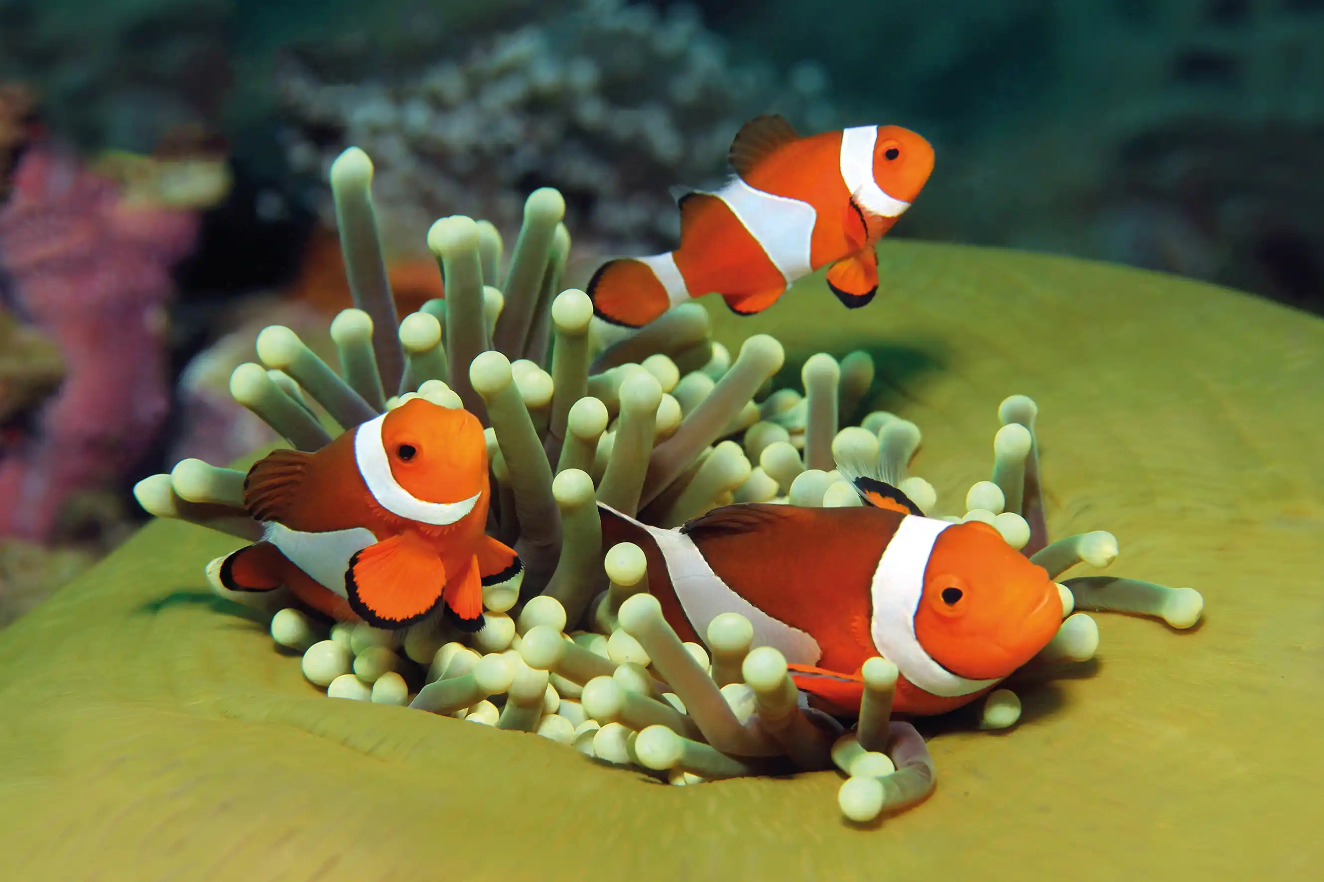 Clownfish swimming around green sea anemone Three orange clownfish swimming around a green sea anemone in a coral reef.