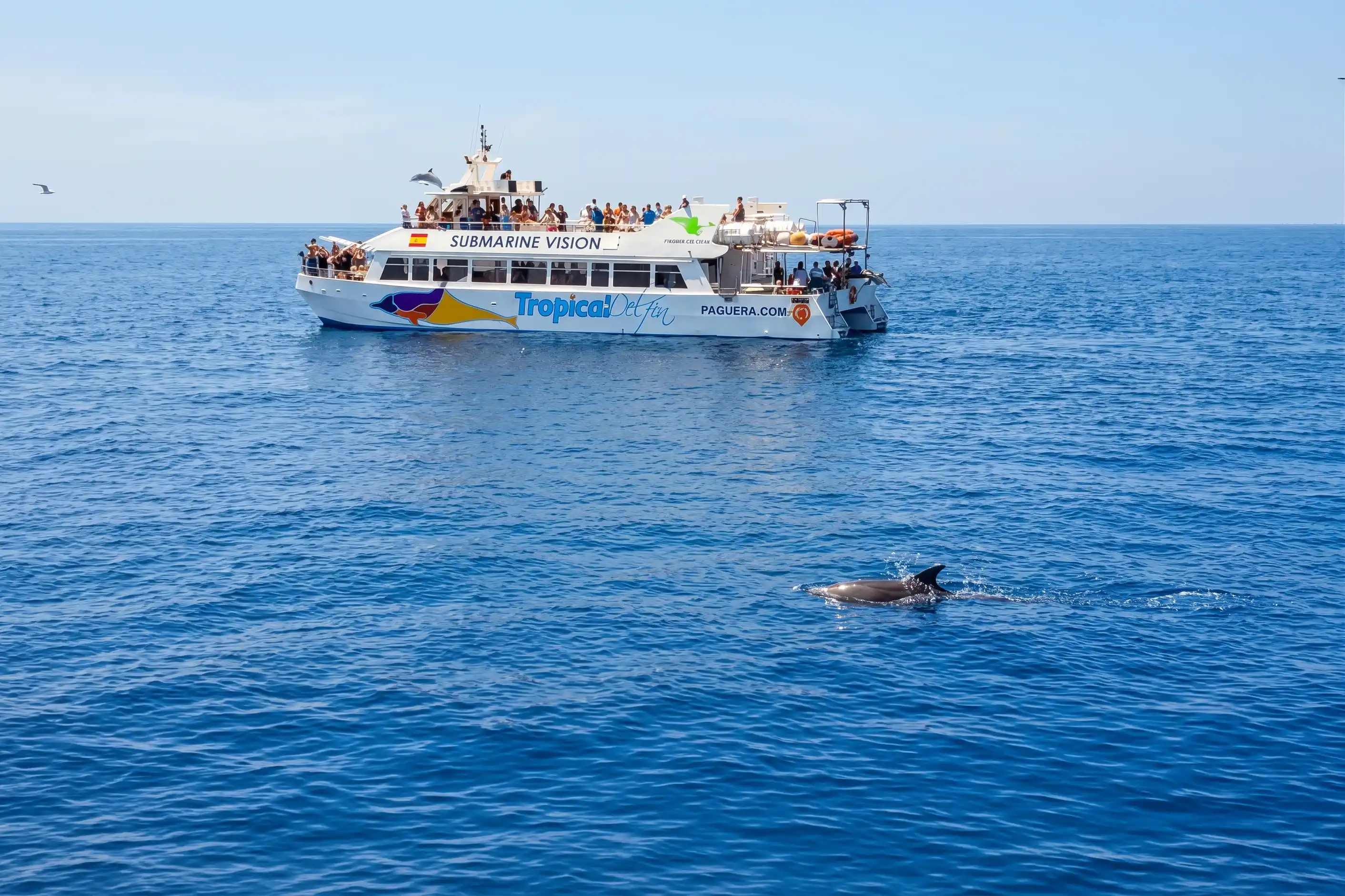 A dolphin swimming in the blue sea water near a boat filled with people watching it.