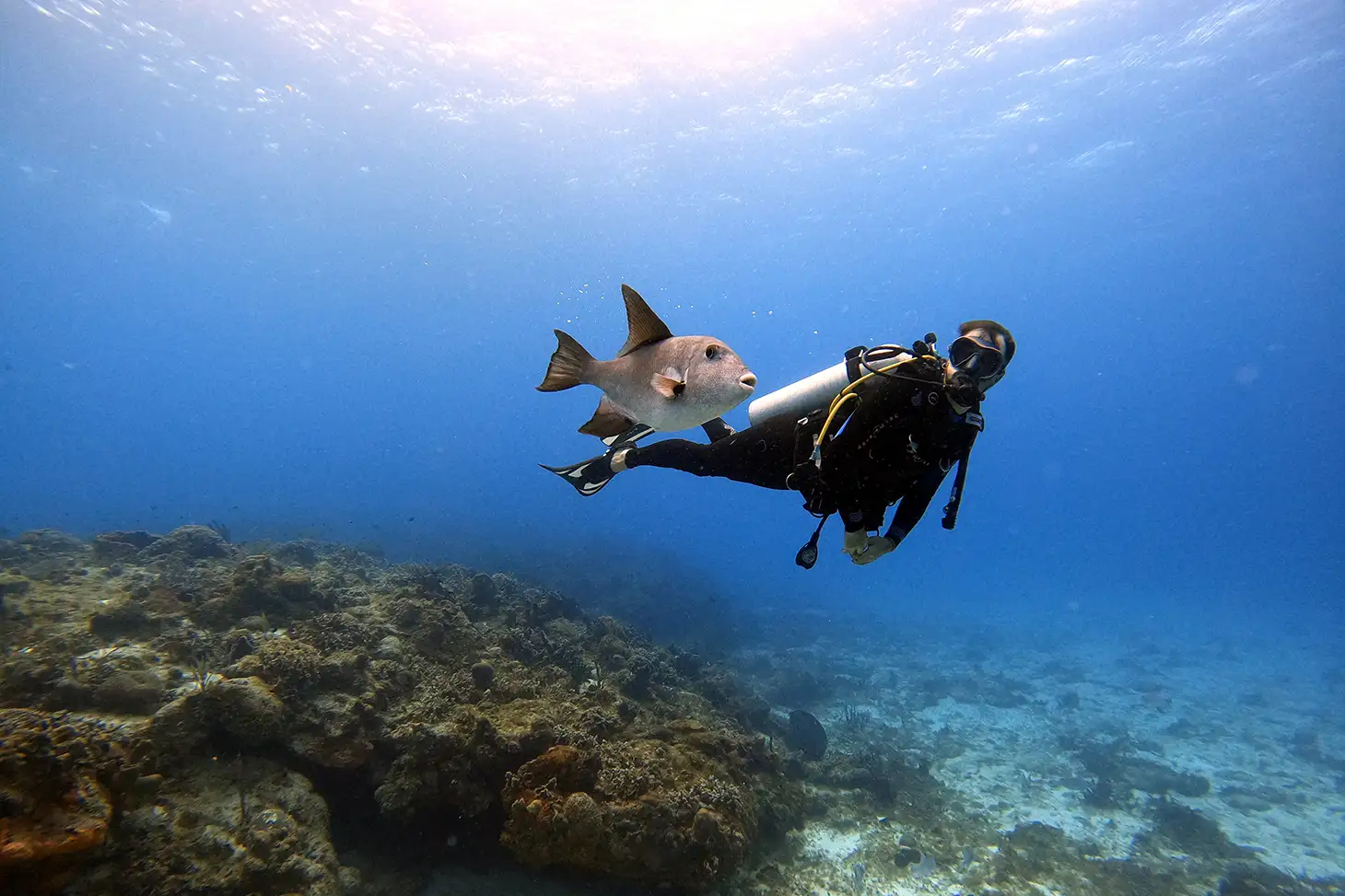 A scuba diver swimming deep underwater next to a triggerfish near the rocky seabed in the blue ocean.