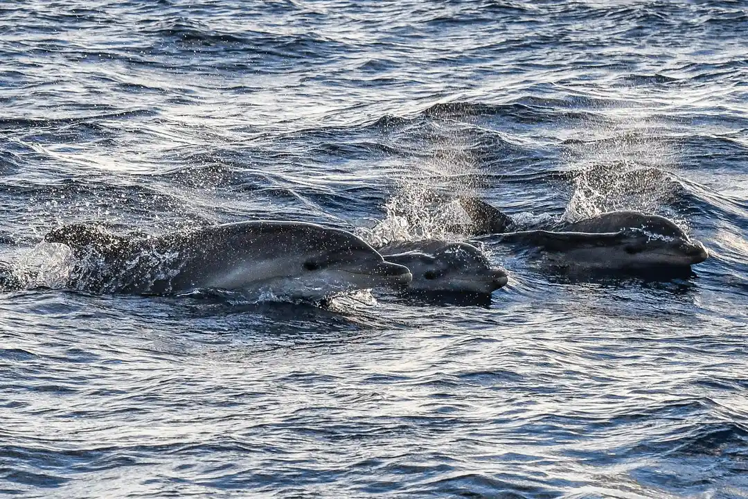 Three common dolphins swim together and breach the surface of the deep blue sea water. Three common dolphins swim together and breach the surface of the deep blue sea water.