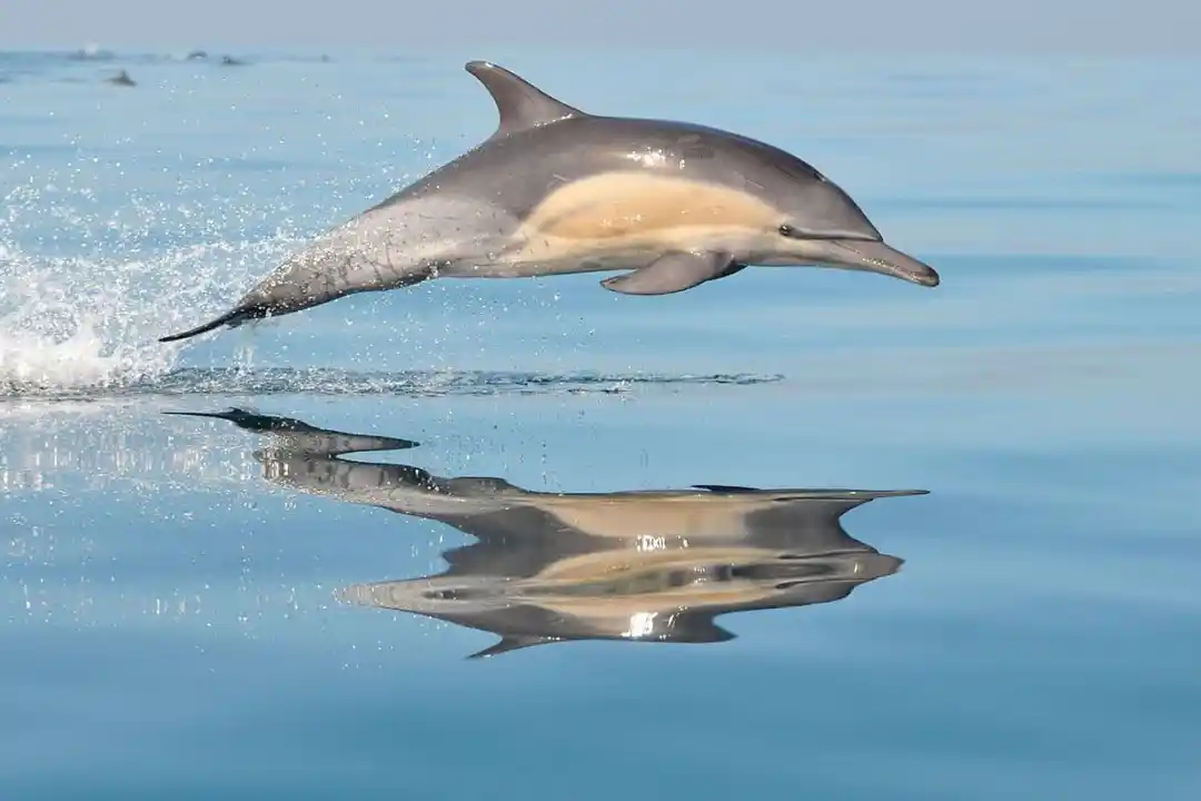 Ein gewöhnlicher Delphin springt aus dem ruhigen Meer und erzeugt eine perfekte Reflexion auf dem Wasser.