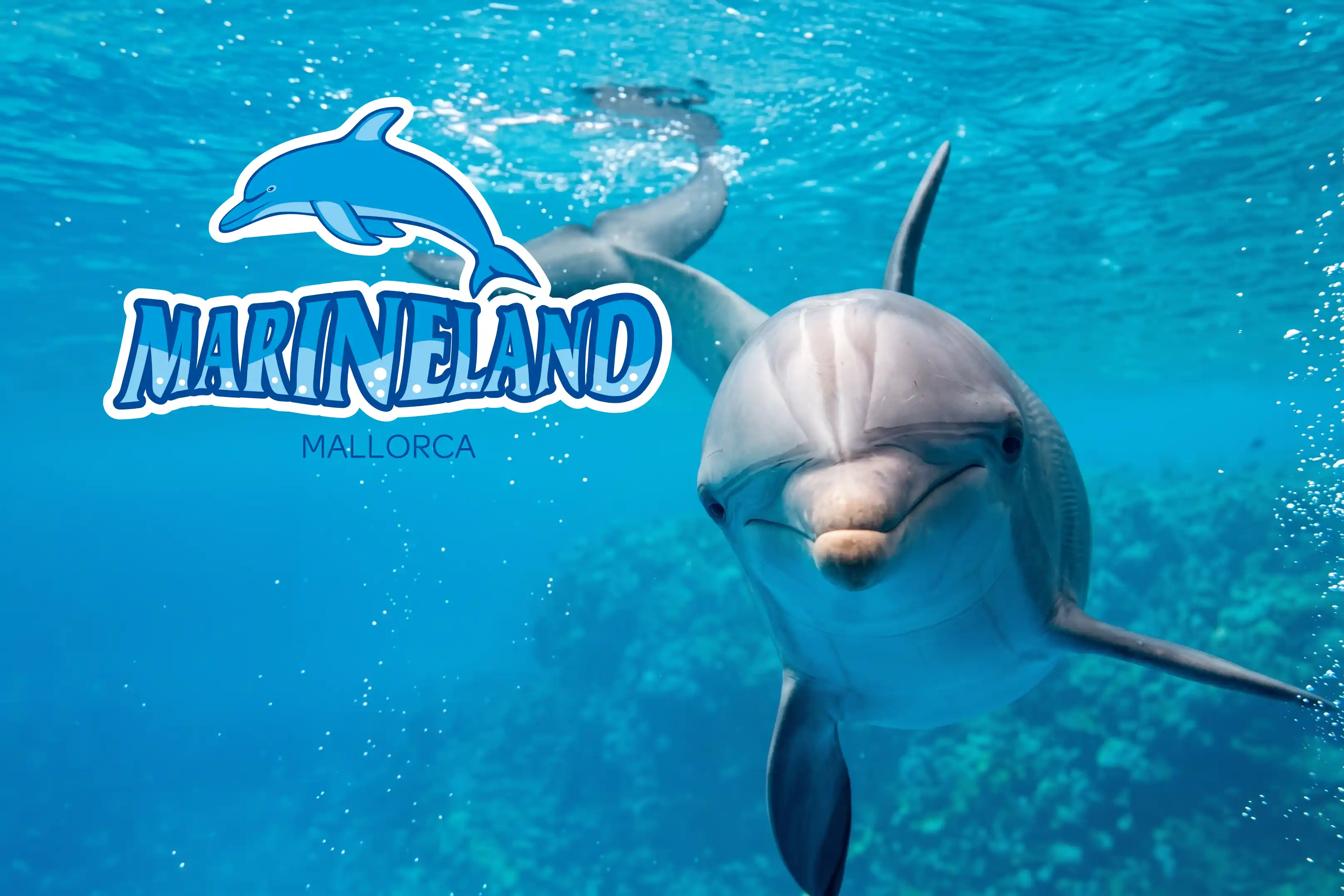 Dolphin swimming underwater in image_fe85a5.png for Marineland Mallorca.