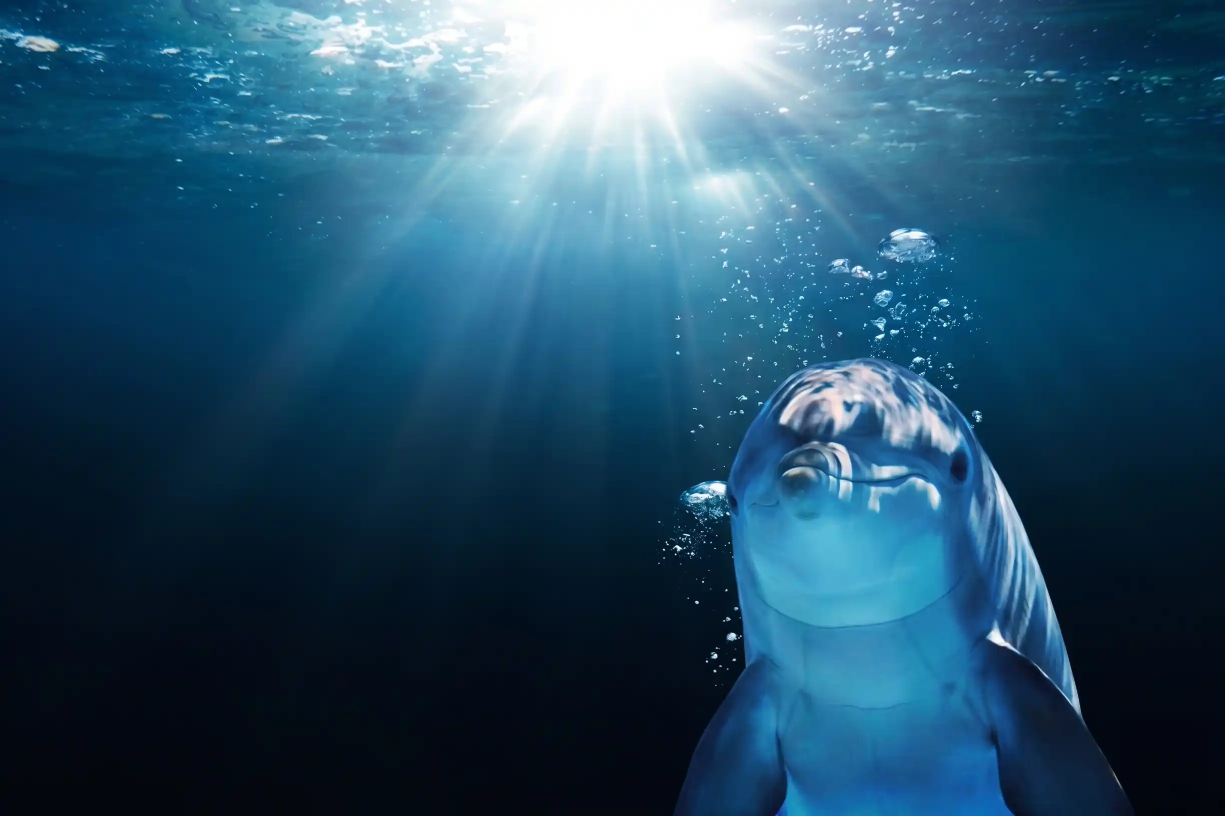 A curious dolphin swimming underwater with bright sun rays piercing through the ocean surface.