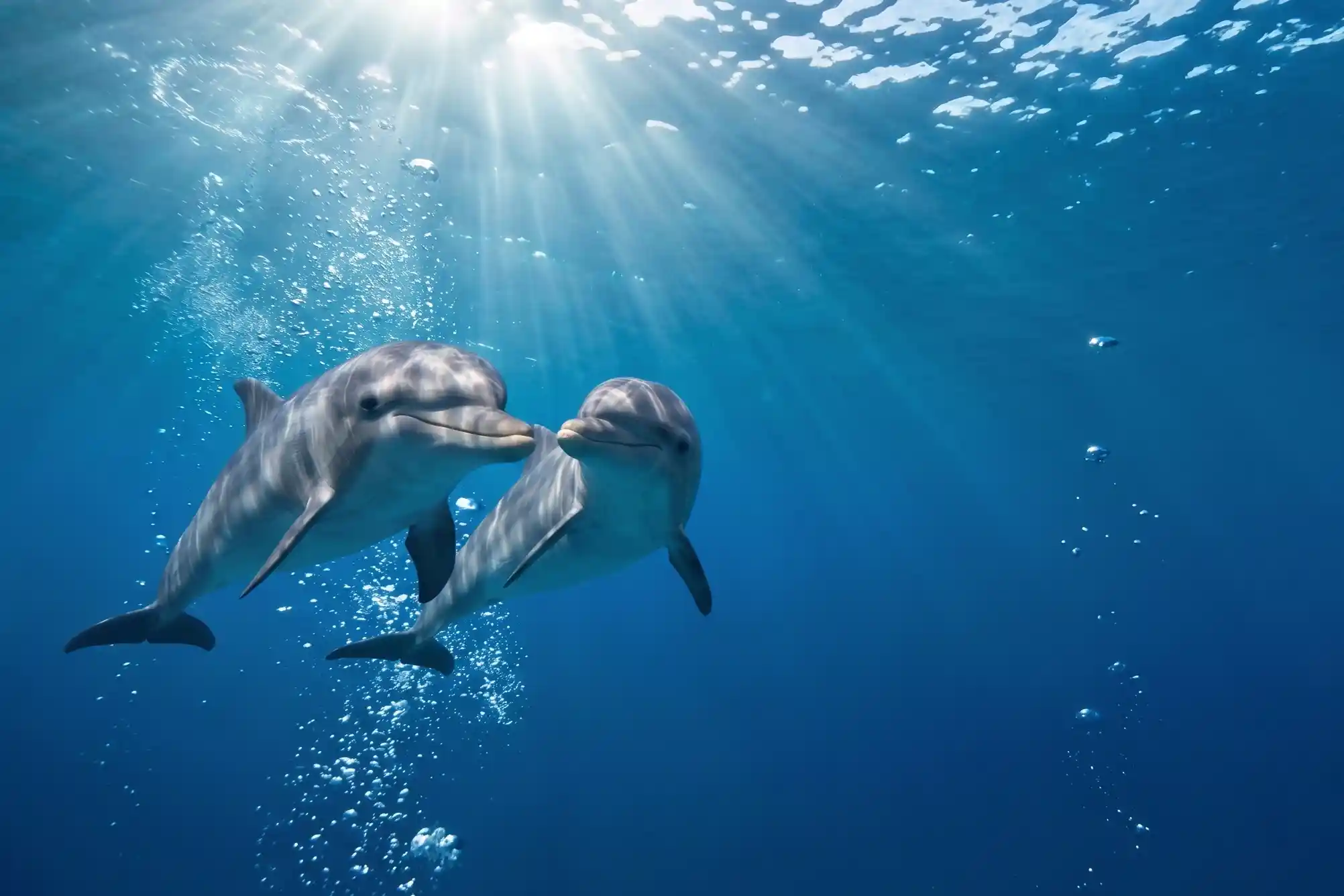 Two dolphins swim together underwater in deep blue sea water with bright sunbeams from above.