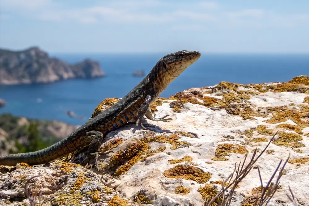 A small lizard basking on a lichen-covered rock with a deep blue sea and hilly coastline in the blurred background. A small lizard basking on a lichen-covered rock with a deep blue sea and hilly coastline in the blurred background.