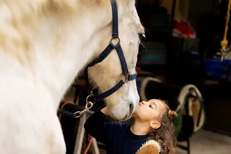 A young girl gently kisses a beautiful white horse on its nose while brushing it inside a stable.