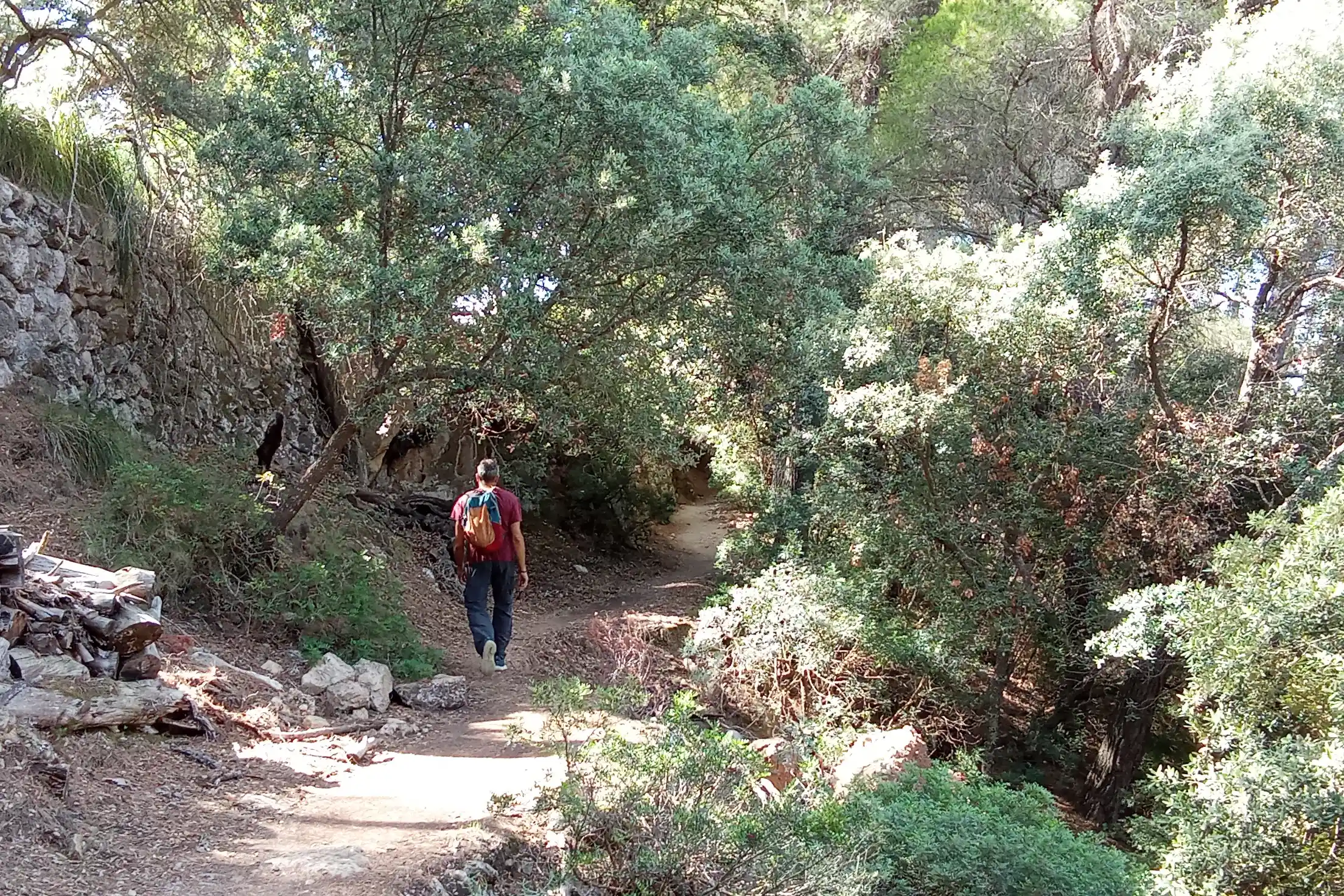 A person with a backpack hikes along a dirt trail through a lush green forest on a sunny day.