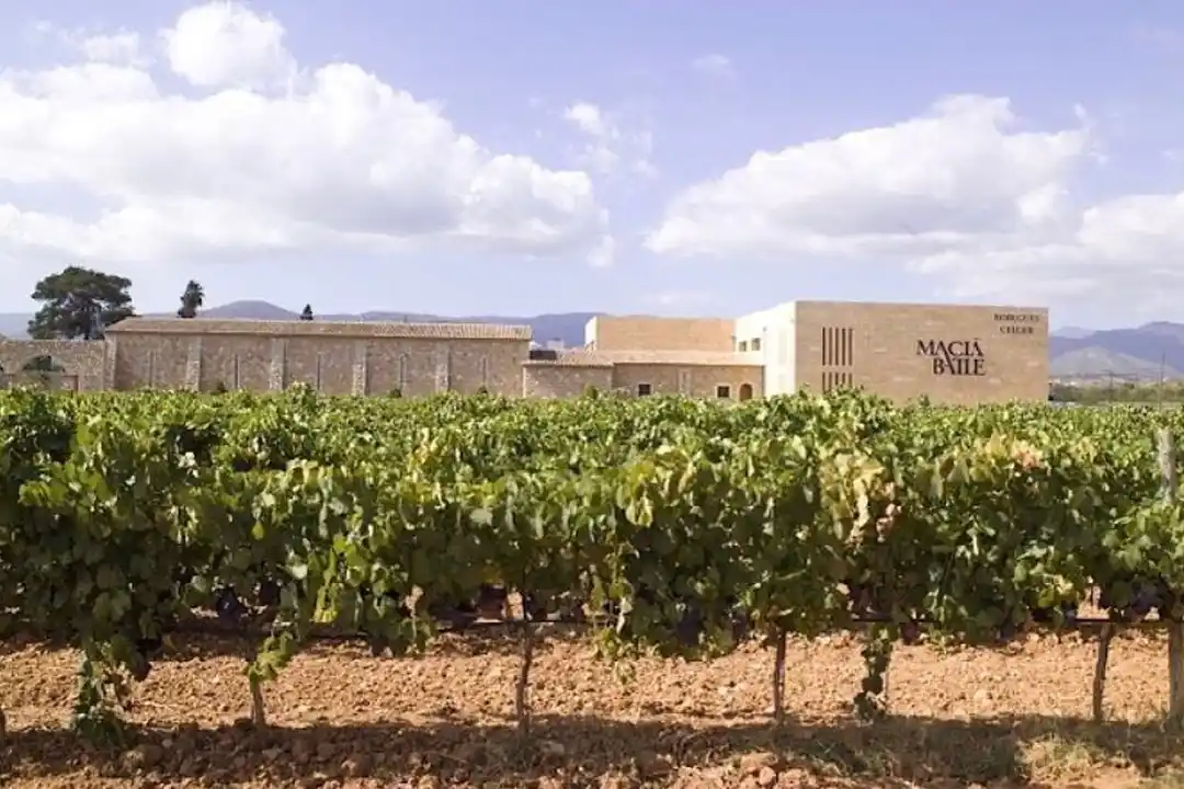 Rows of lush green grapevines grow in a sunlit vineyard in front of a modern winery building.