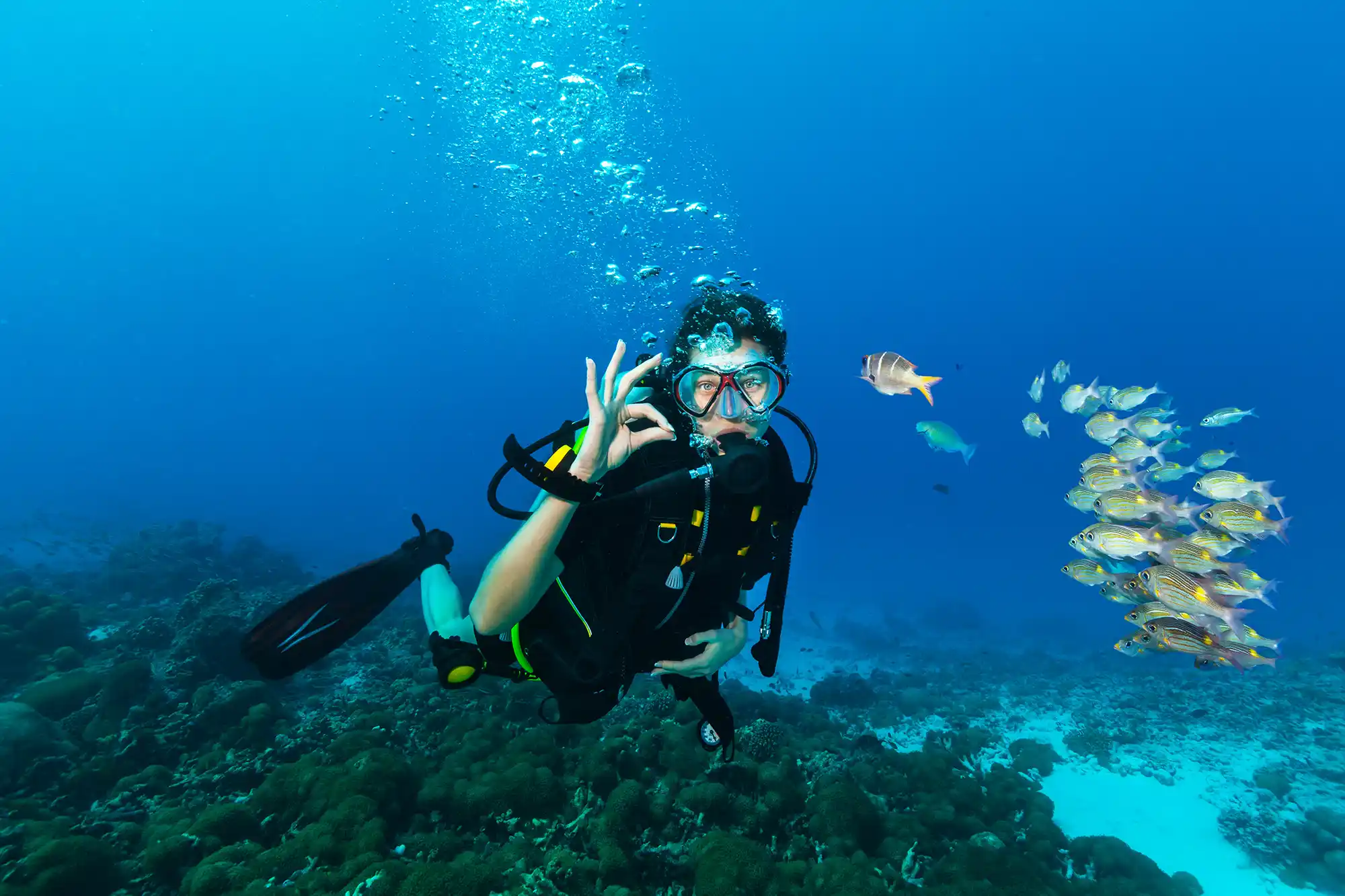 A scuba diver gesturing OK underwater near a small school of fish and a coral reef in the blue ocean.