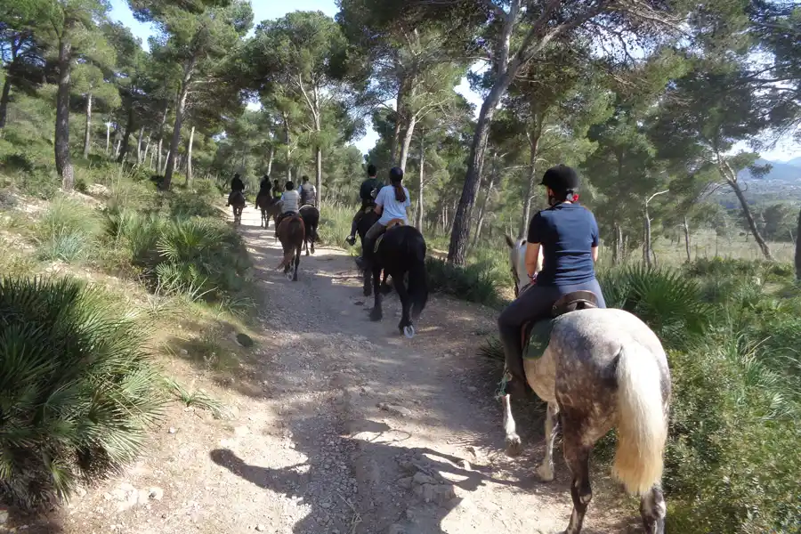 Group of people riding horses along a sunny dirt path surrounded by a green pine forest.