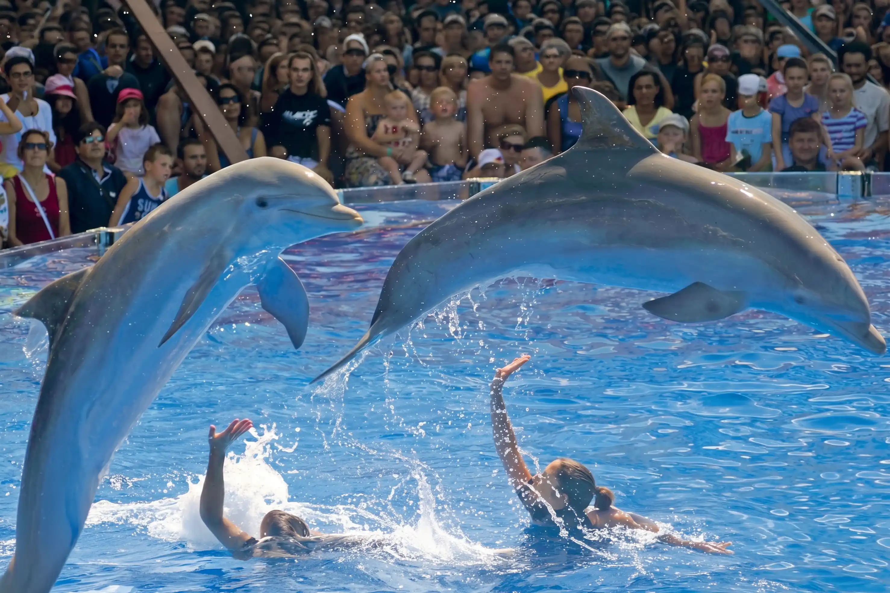 Dolphins leaping during a show in image_fe76ff.png at Marineland Mallorca.