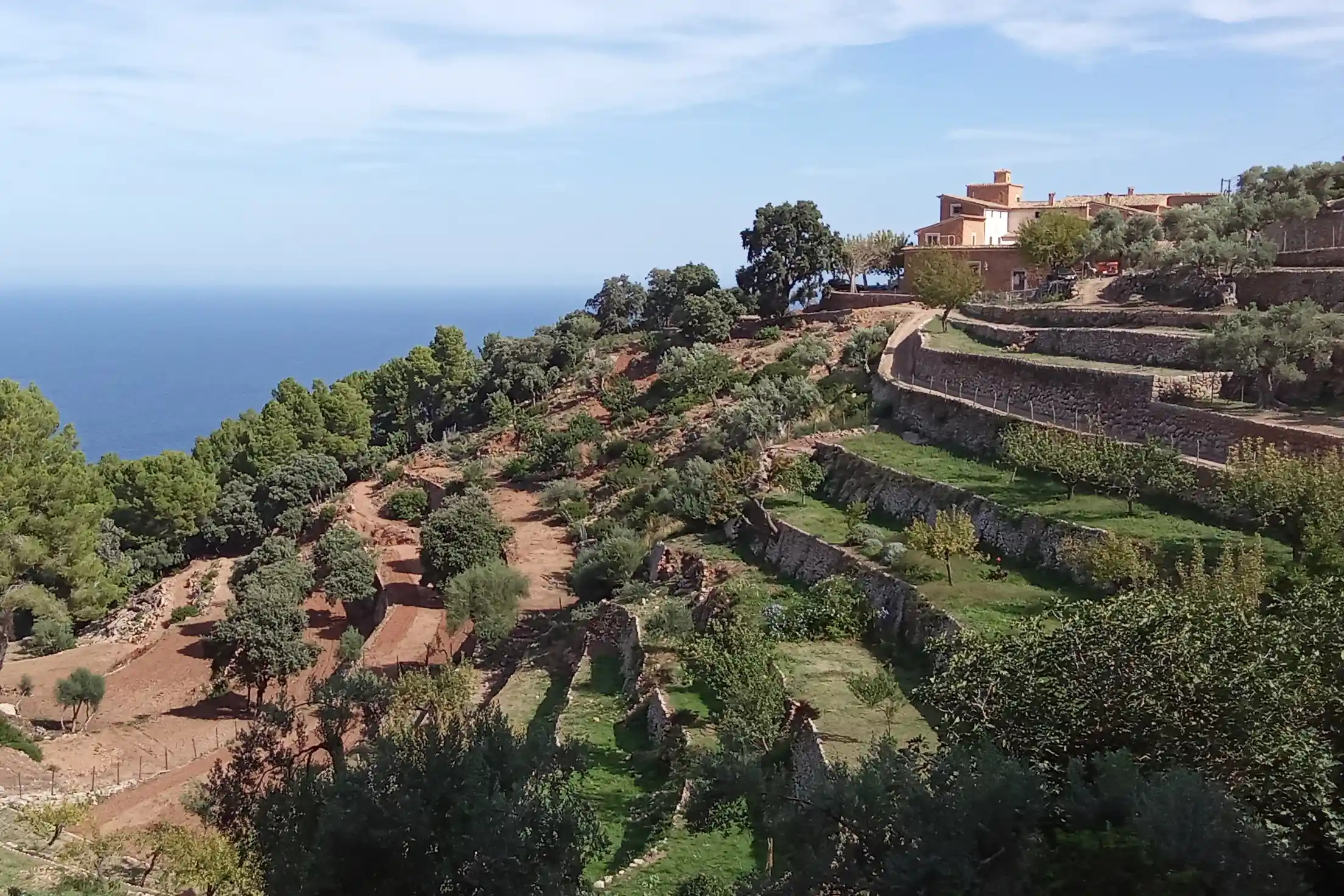 Green agricultural terraces on a hillside overlooking the deep blue sea.