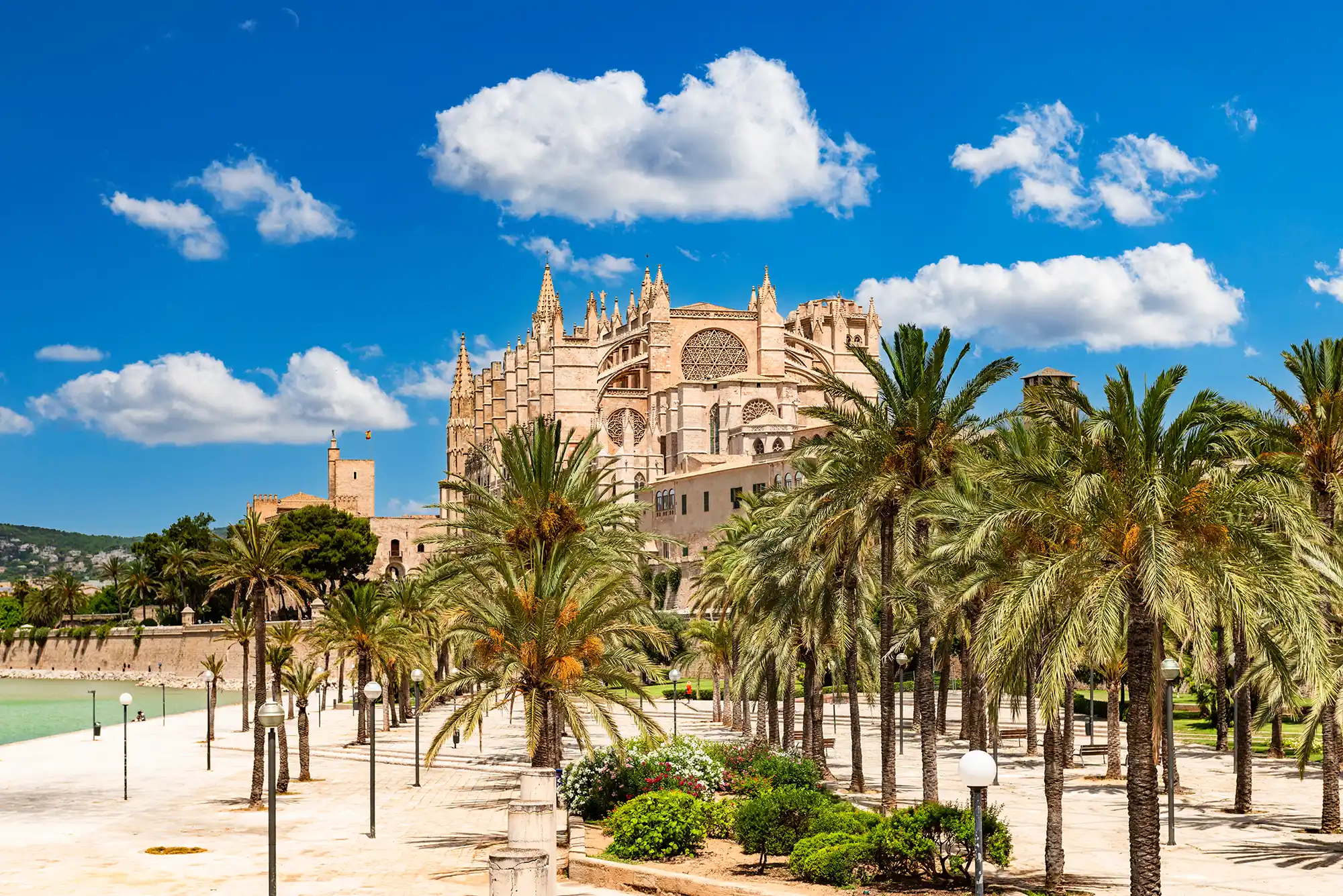 The majestic Palma Cathedral stands tall behind a promenade lined with lush green palm trees under a bright blue sky.
