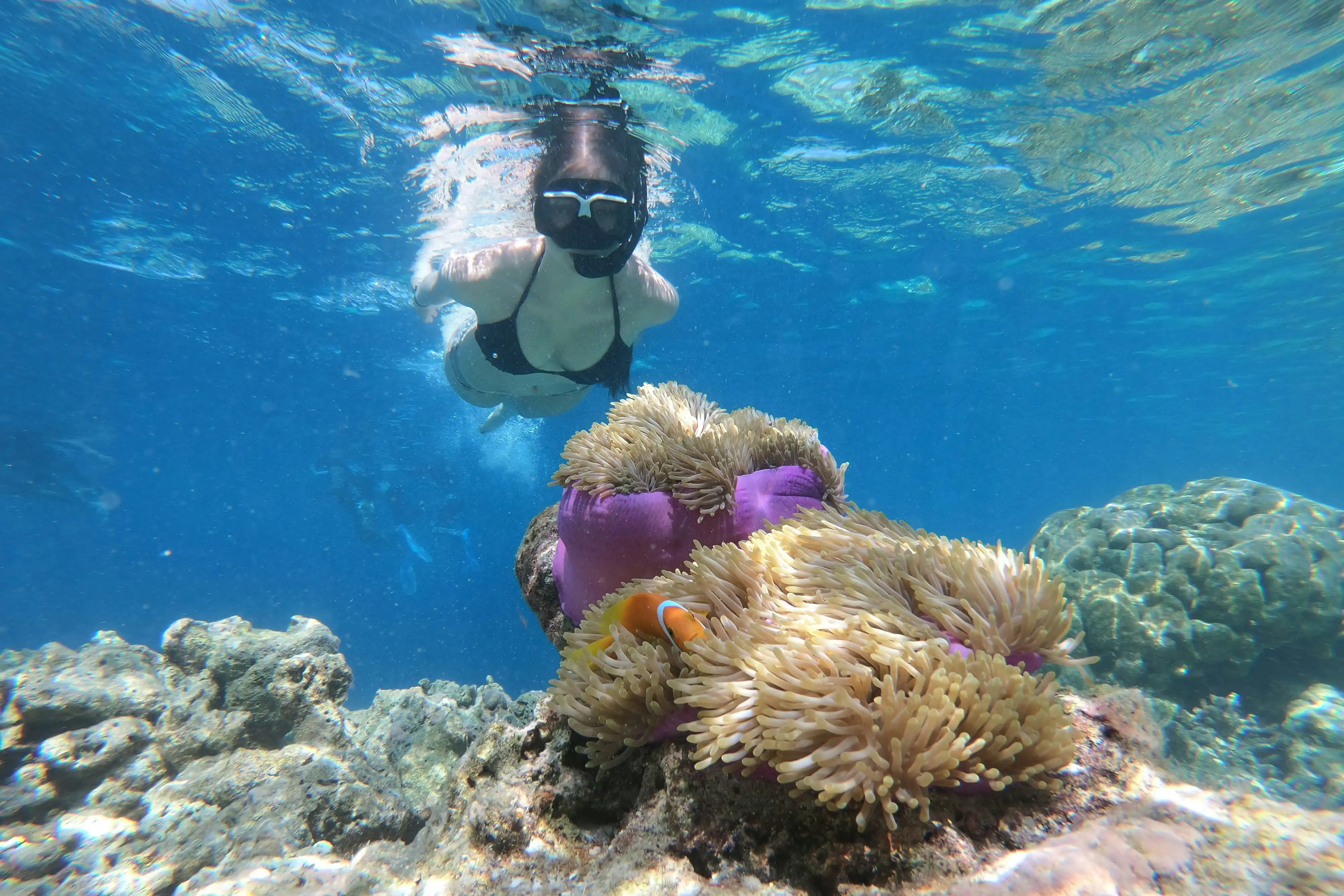 Eine Frau schnorchelt in klarem Wasser nahe einer Seeanemone mit einem kleinen Clownfisch.