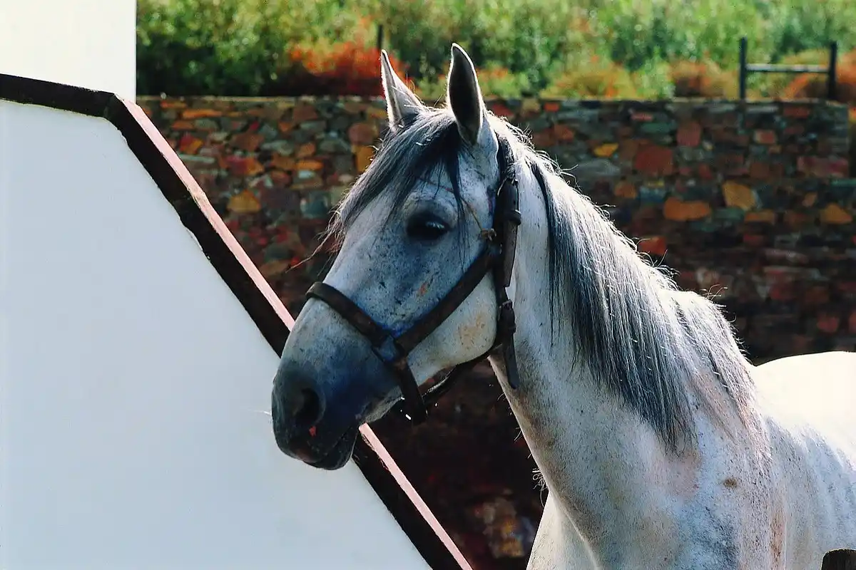 Close-up of a beautiful grey horse with a bridle standing outdoors next to a stone wall.